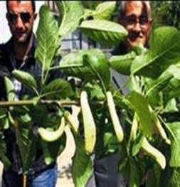 Erik ağacında fasulye gibi meyve şaşırttı