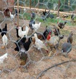 Tavuklar hırsızları yakalattı
