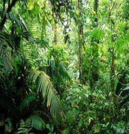 Amazon ormanı çöle mi dönüşecek?