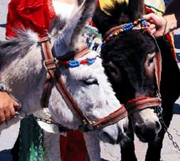 Eşeklerin düğünü!