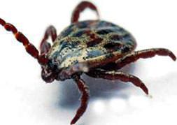 Kene kabusu başladı