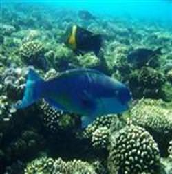 40 yıl içinde balık kalmayacak