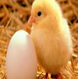 Çift sarılı yumurtadan çift civciv çıkar mı?