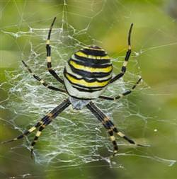 Örümcek ağını örerken ipliği nereden buluyor?