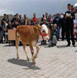 En güzel buzağı yarışması