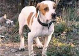Köpek, sahibini silahla öldürdü