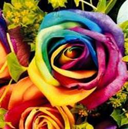 Gökkuşağı gülleri!