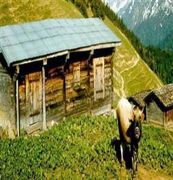 Karadeniz'in büyüleyen yaylaları
