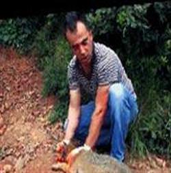Yaralı çakala tedavi