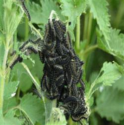 Bitlis'te ekinlere tırtıl istilası