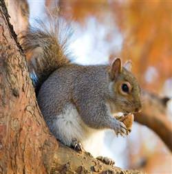 Sincaplar da evlat ediniyor