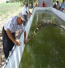 Tarlada balık yetiştiriyor