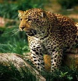Tıraş kolonyasıyla jaguar takibi