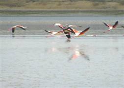 Flamingolar, Düden Gölü’ne döndü