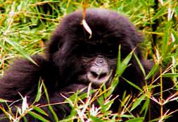 Goril paradan öldü!
