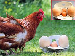 'Yumurtaların efendisi' Harriet