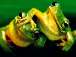 Hayvanlarımız kaçırılıyor!