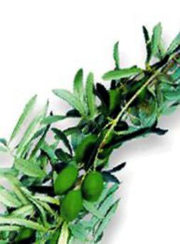 Obeziteye karşı zeytin yaprağı