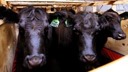 Geldiklerine pişman oldular