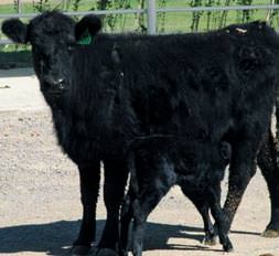 Angus’ların Pangus’u oldu