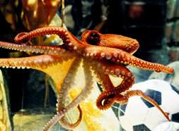 Kahin Paul ’Putin’ dedi