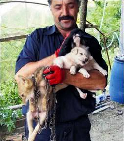 Tilkinin annesini tokatlayacak!