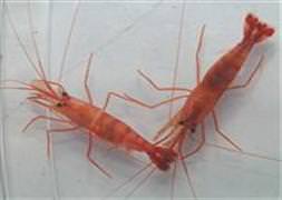 Antidepresan karidesleri delirtti