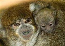 Üzerinde 18 maymunla yakalandı