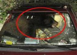 Araba çalan ayı kaza yaptı