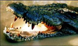 Katil timsah aranıyor