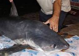 İstanbul’da köpekbalığı!