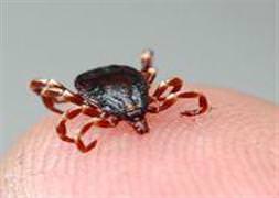 Sivas’ta KKKA şüphesi