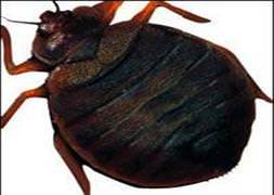 New York'u tahtakurusu bastı