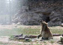 Kavuru sıcaklar onları da vurdu