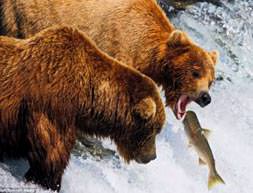 Ayıların balık keyfi
