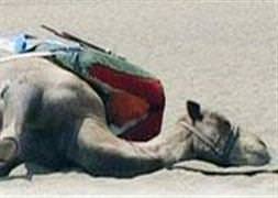 Deve bile bayıldı!