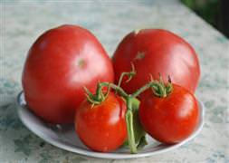 Domatesteki büyük tehlike