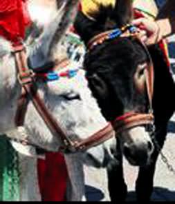 Belediye eşek arıyor!