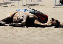 Deve bayıltan sıcaklar