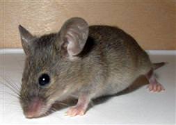 Fareler köyü bastı