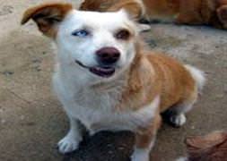 Van kedisi gibi köpek!