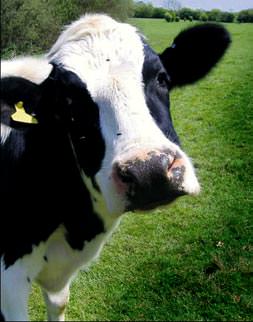 14 bin adet Angus Hereford geliyor