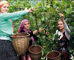 Fındık üretimi azaldı