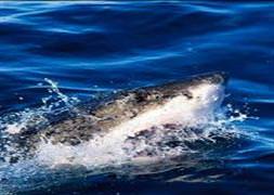 Fransız sahillerinde Jaws paniği