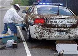 50 bin arı polis şefini esir aldı