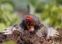 Köstebek yerine kendini vurdu