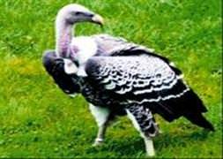 İskoçya semalarında firari akbaba alarmı