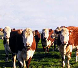 Ette iki fiyat dönemi