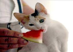 Karpuzun kilosu 2 liraya çıktı