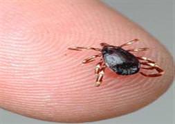 Kene kabusuna son veren tedavi